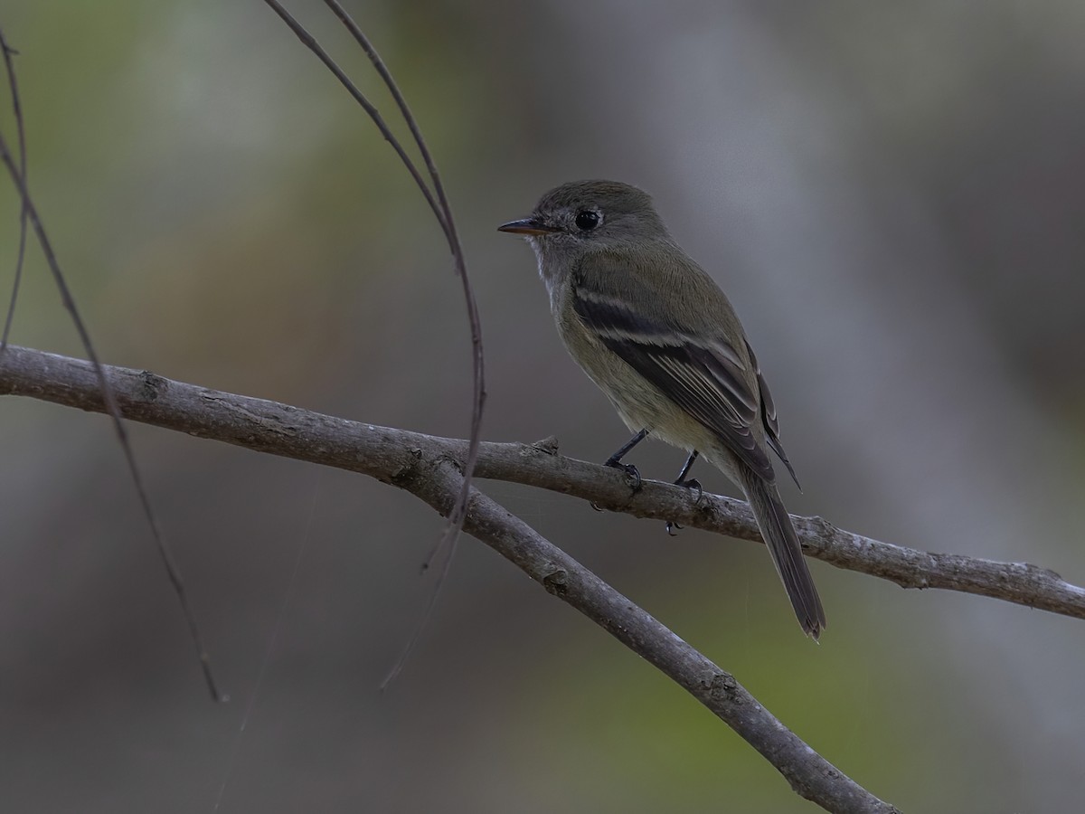 Hammond's Flycatcher - ML645603974