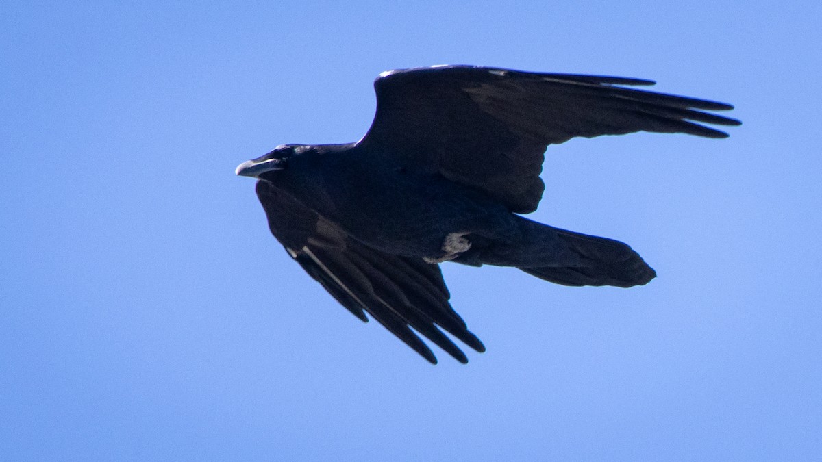 Kuzgun - ML645603977