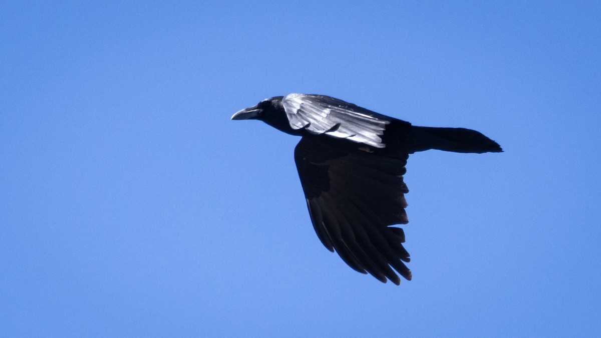 Kuzgun - ML645603979