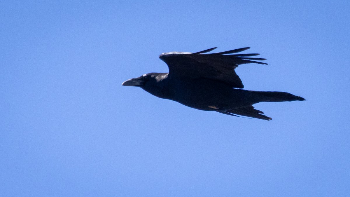 Kuzgun - ML645603981