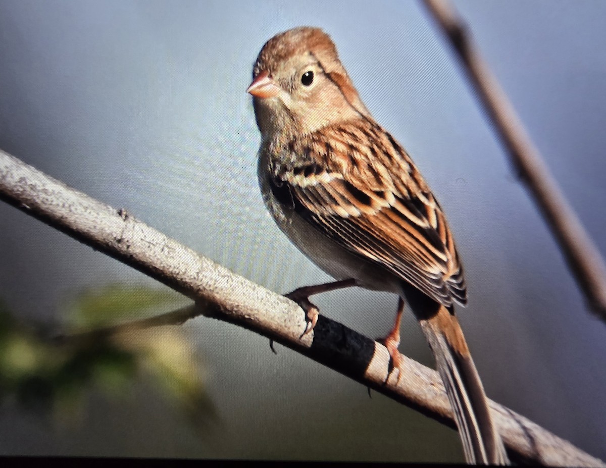Field Sparrow - ML645603983