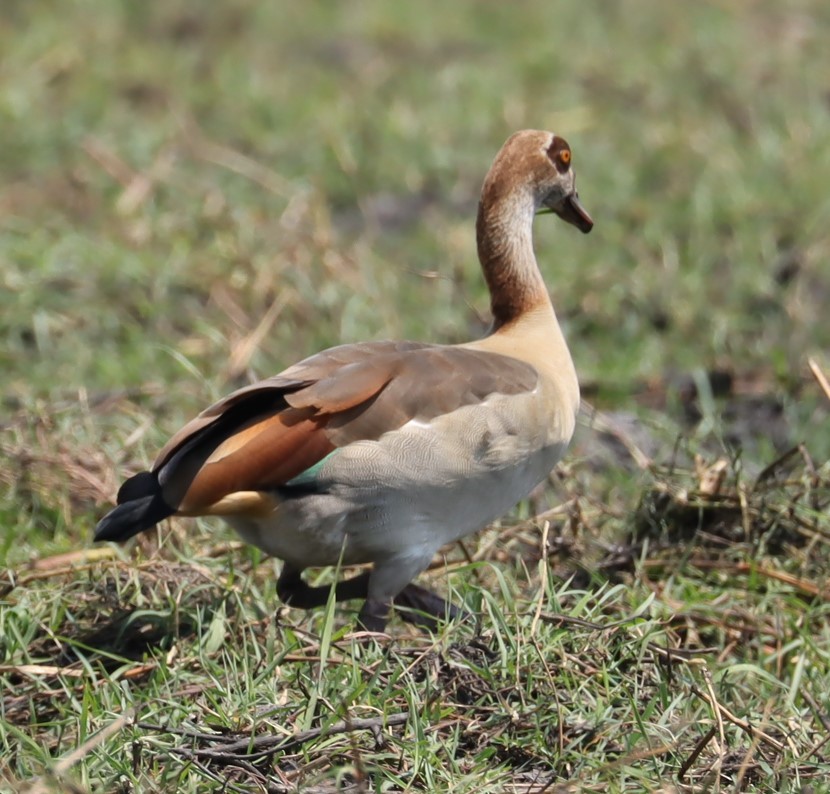 Egyptian Goose - ML645603984
