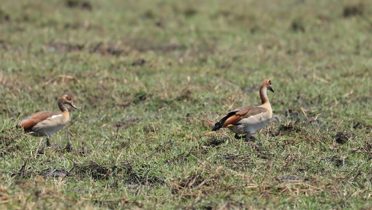 Egyptian Goose - ML645603986