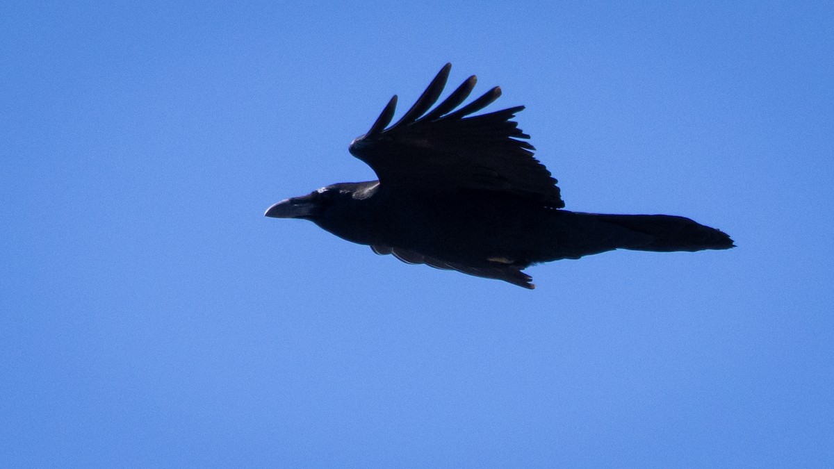 Kuzgun - ML645603987