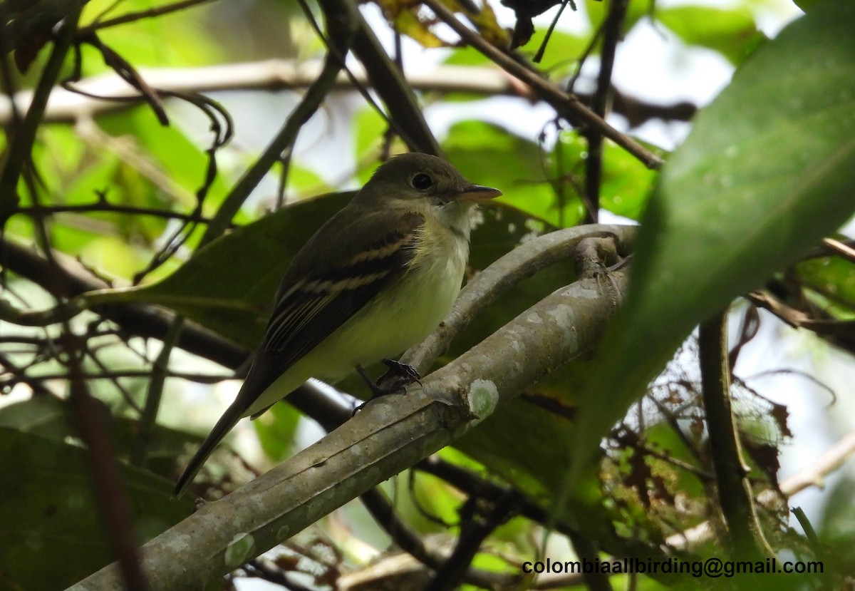 Acadian Flycatcher - ML645603988