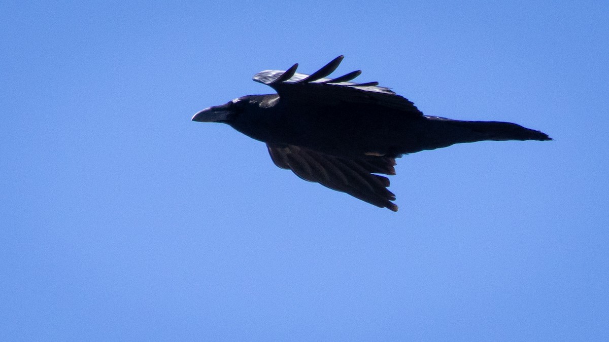 Kuzgun - ML645603995