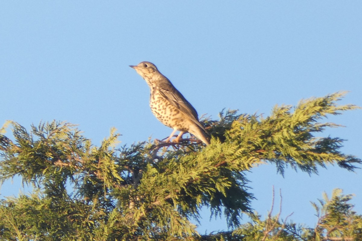 ヤドリギツグミ - ML645603996