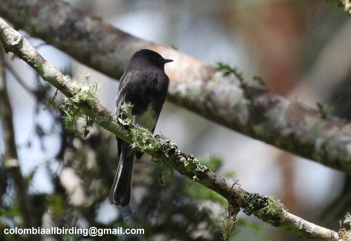 Black Phoebe - ML645603998