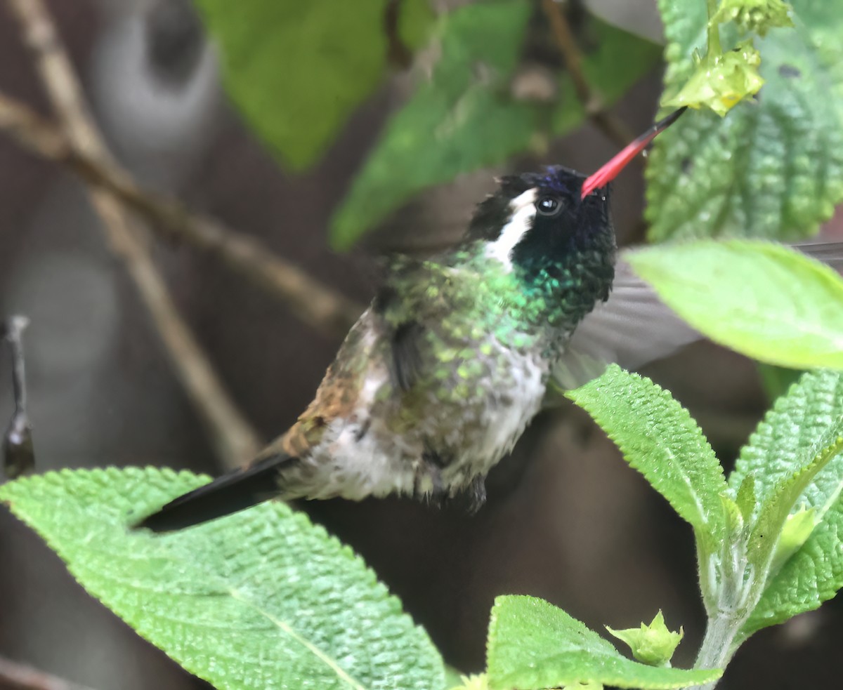 White-eared Hummingbird - ML645604002