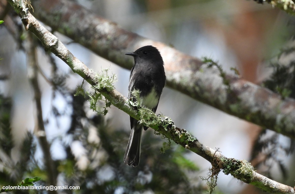 Black Phoebe - ML645604003