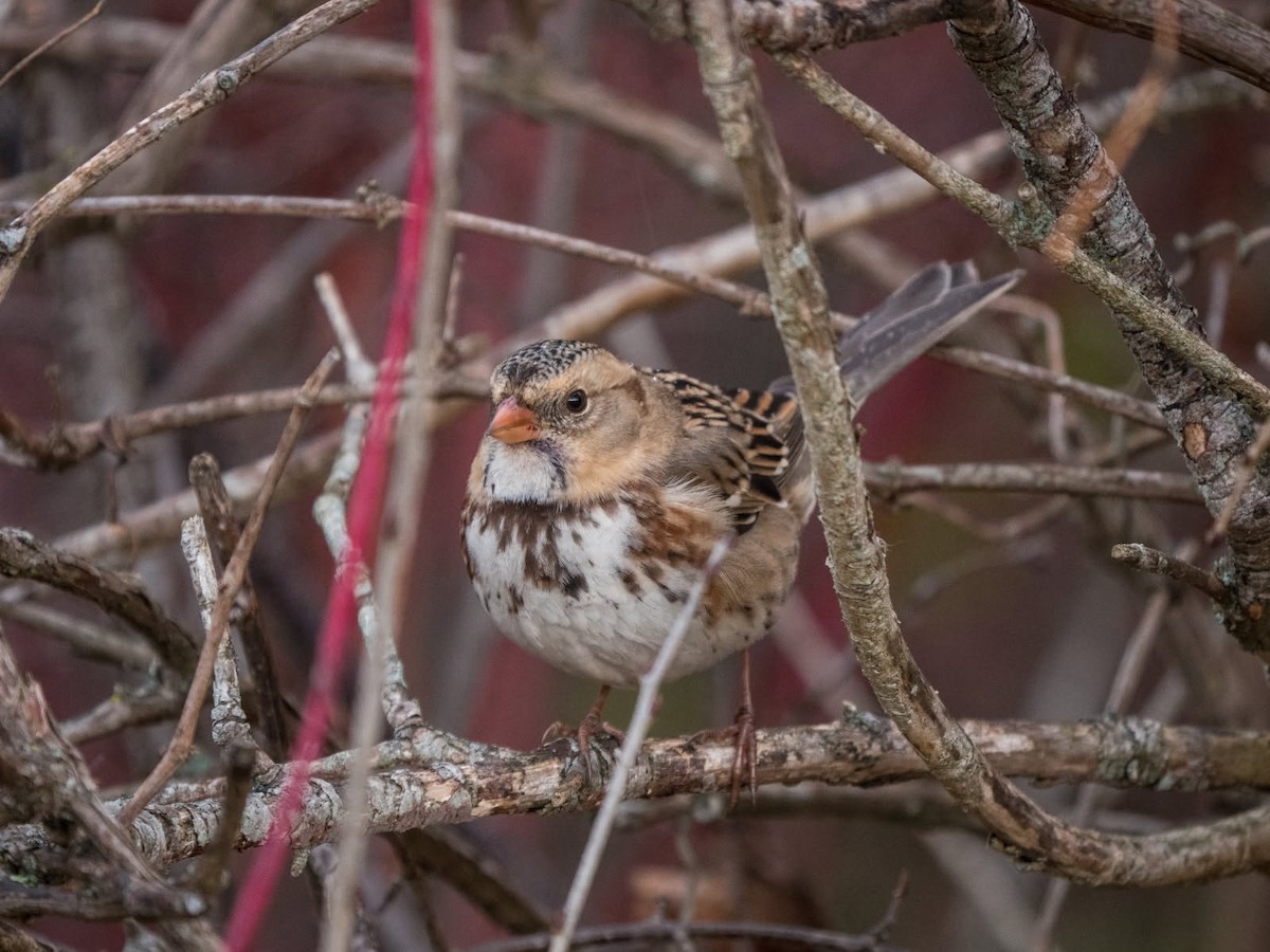 Harris's Sparrow - ML645604013