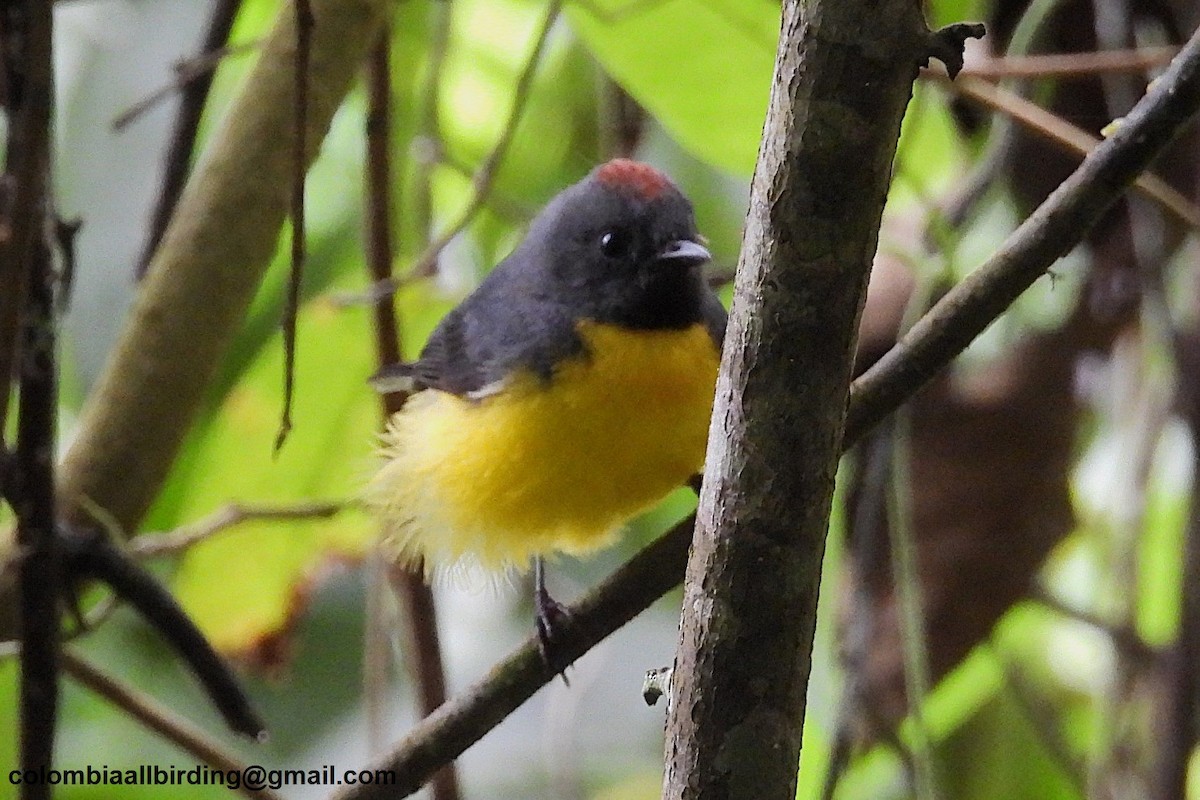 Slate-throated Redstart - ML645604014