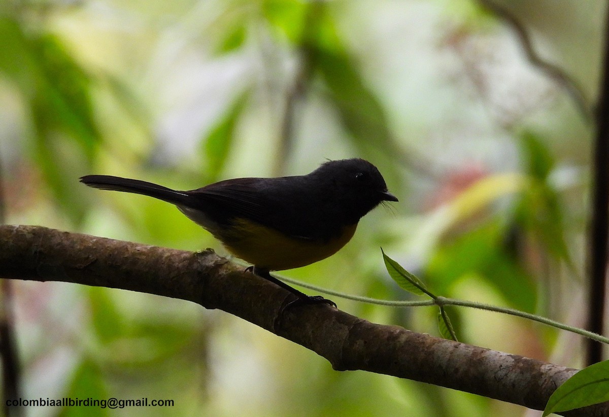 Slate-throated Redstart - ML645604020