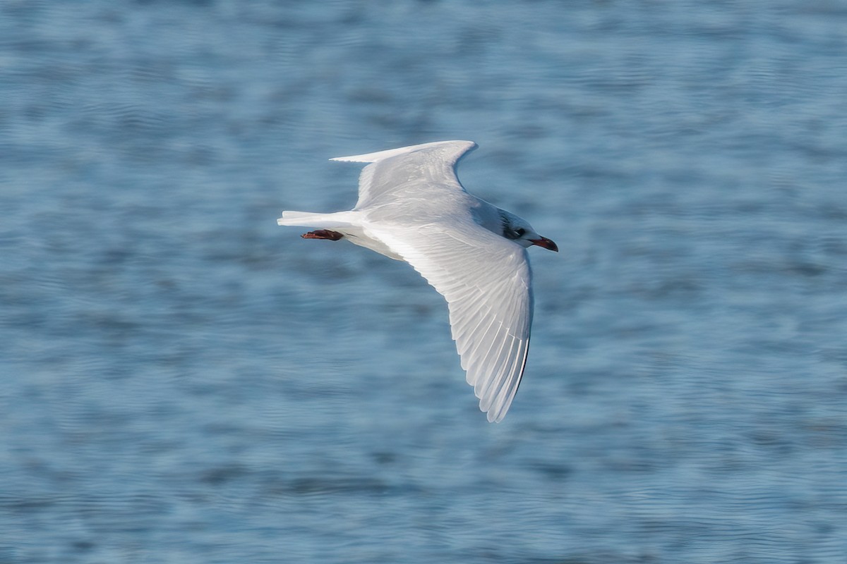 Mediterranean Gull - ML645604040