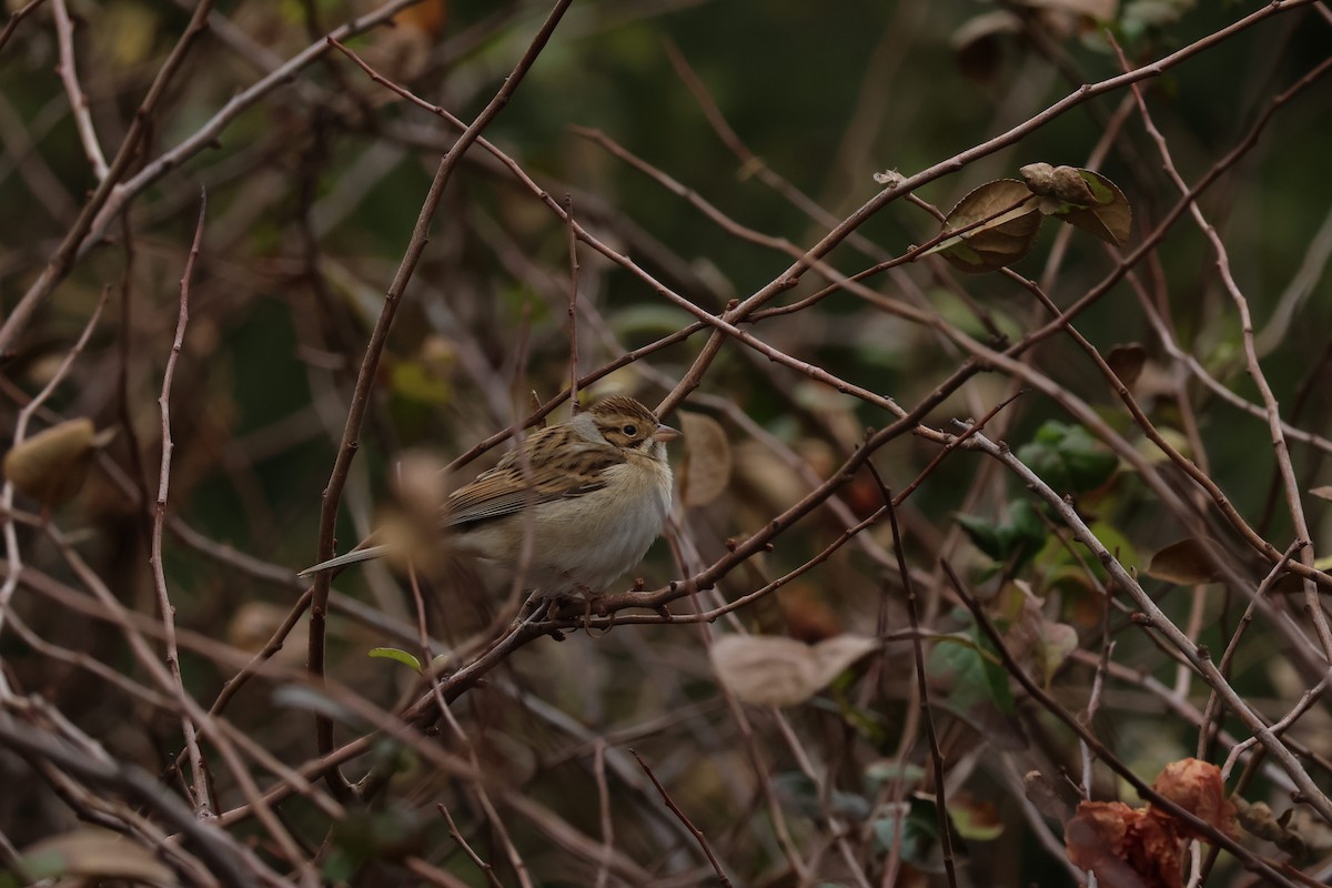 ウスヒメドリ - ML645604044