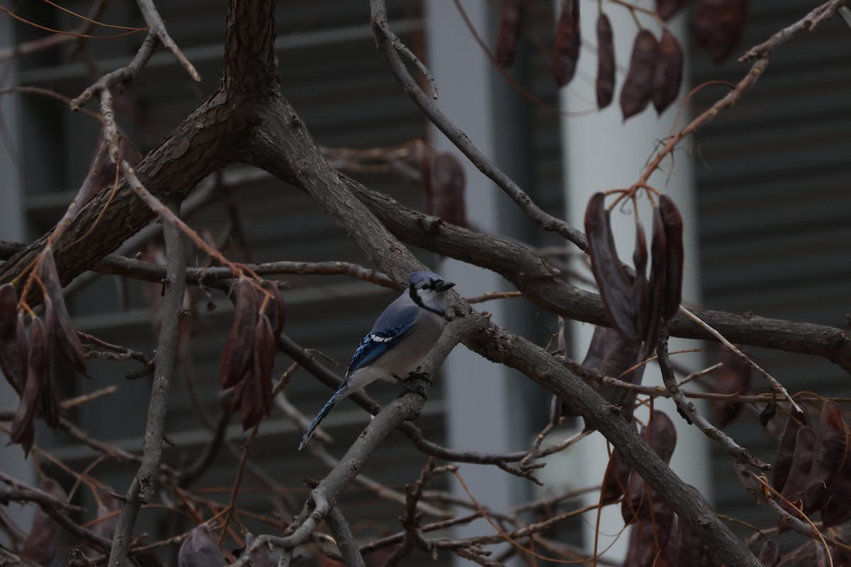 sojka chocholatá - ML645604053