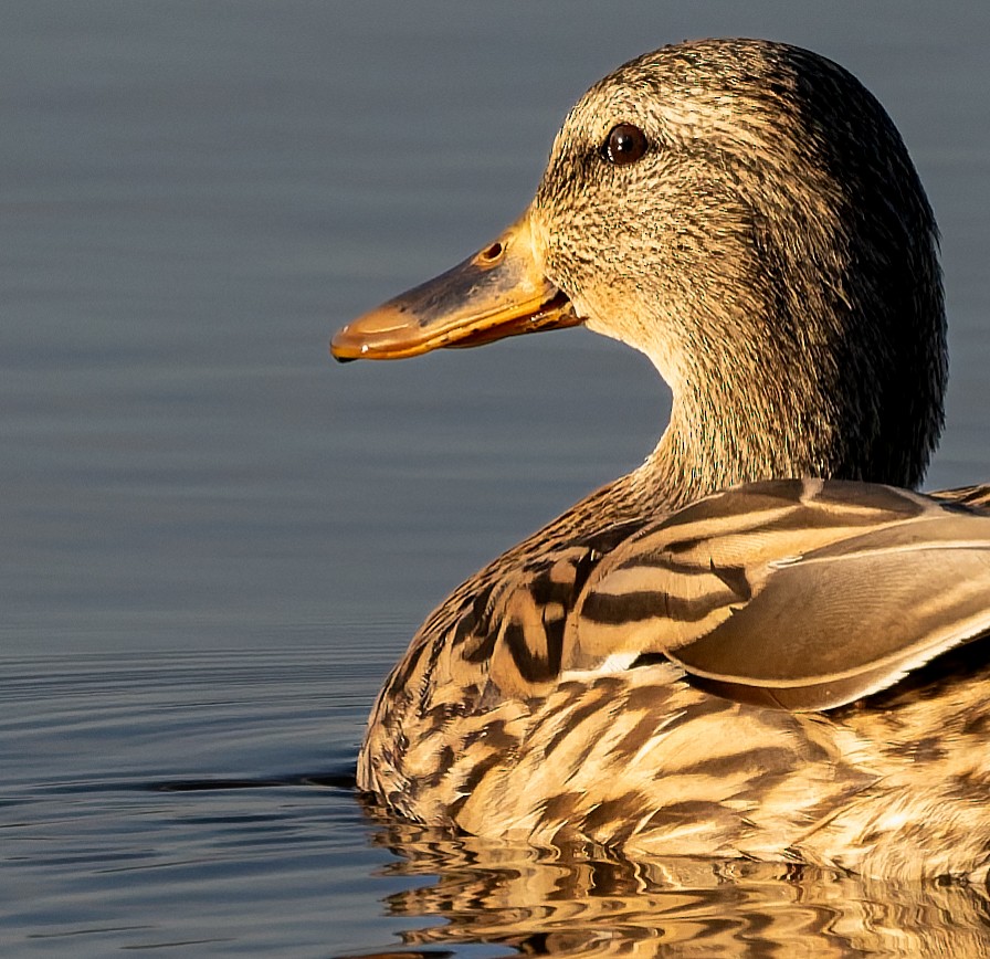 Germano reale - ML645604056