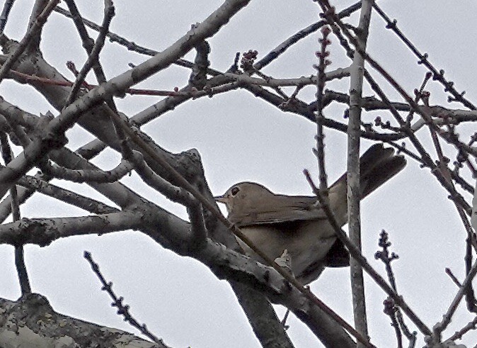 Hermit Thrush - ML645604061