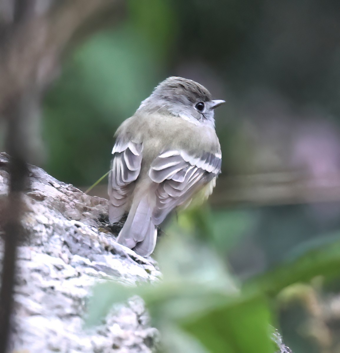 Hammond's Flycatcher - ML645604064