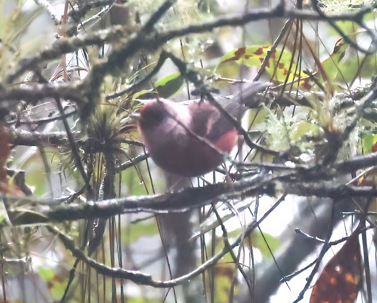 rosenparula - ML645604083