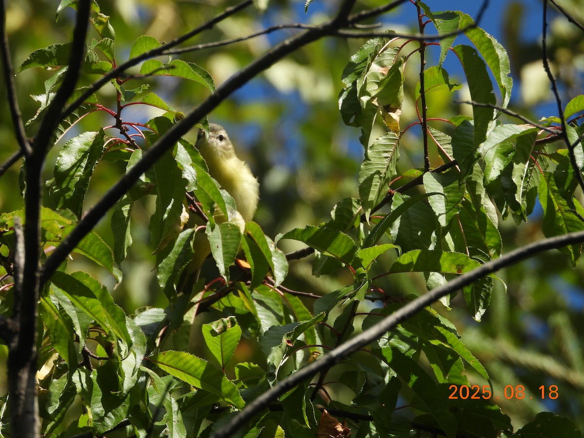 Bireo filadelfiarra - ML645604089