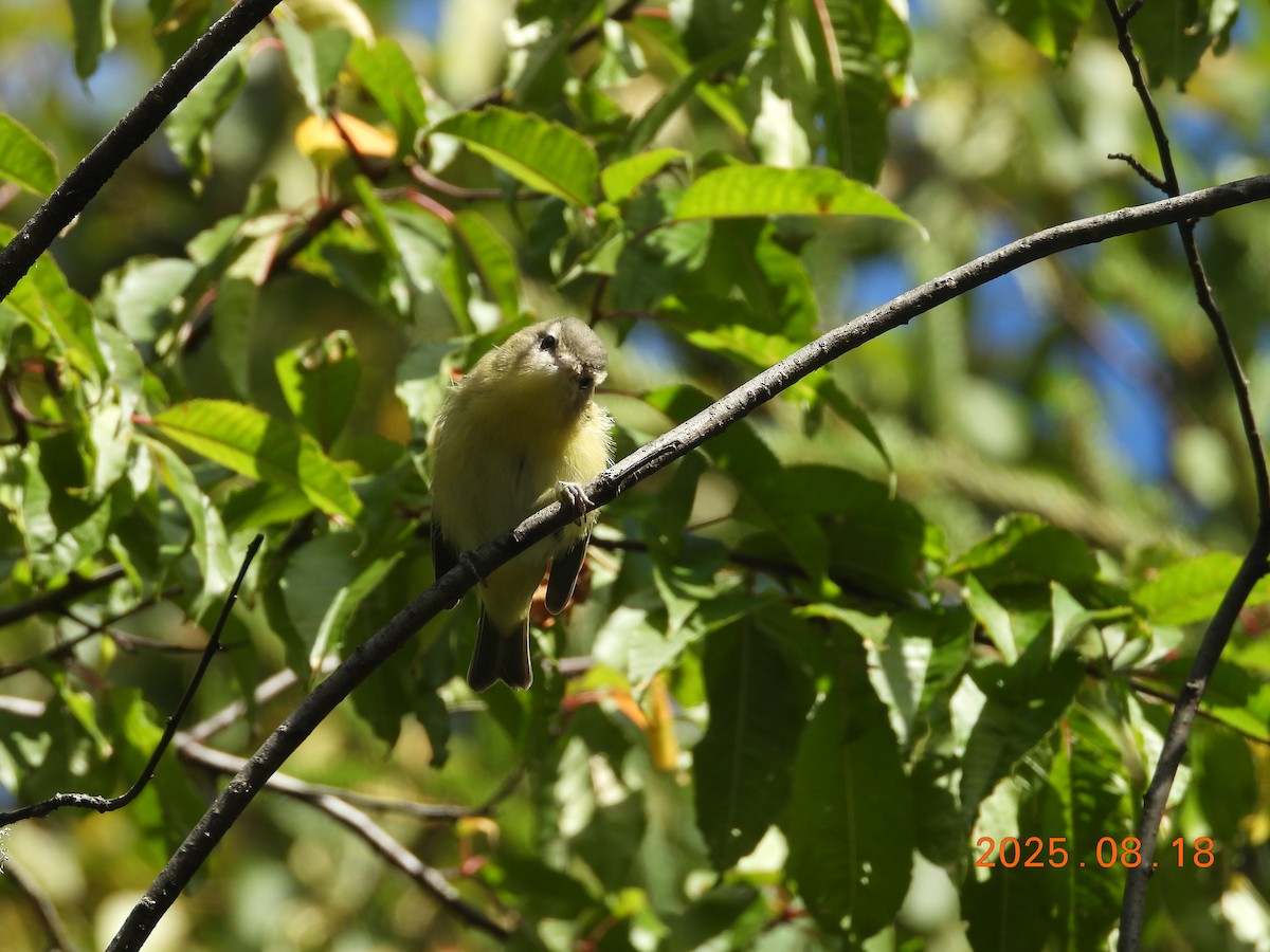 Bireo filadelfiarra - ML645604091