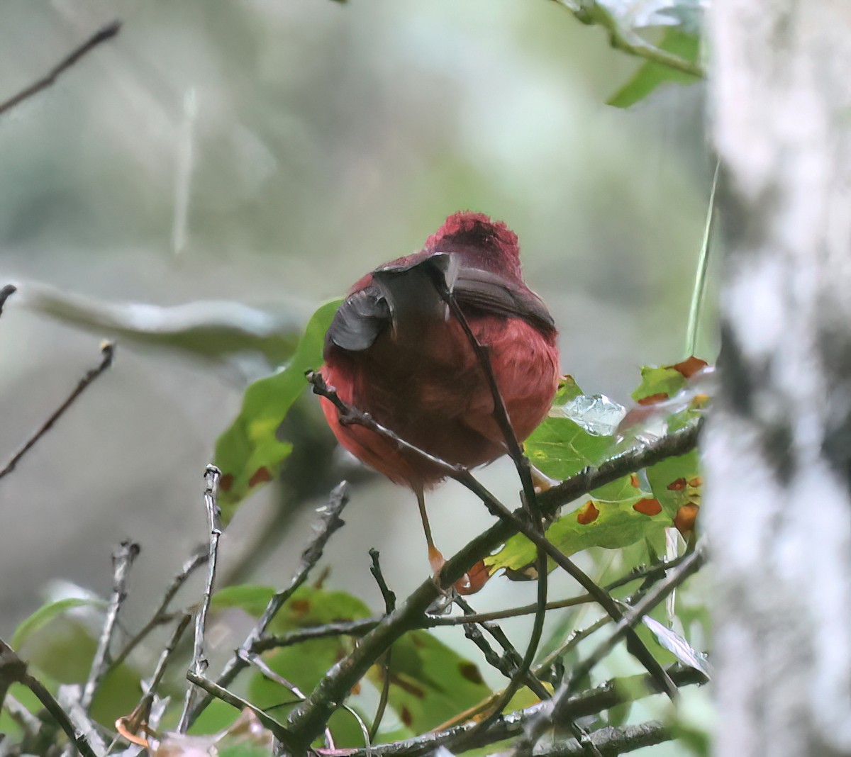 rosenparula - ML645604101