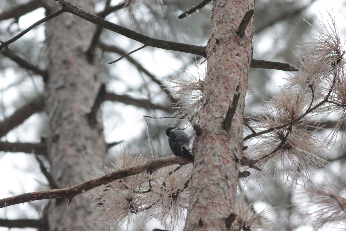 Black-backed Woodpecker - ML645604106