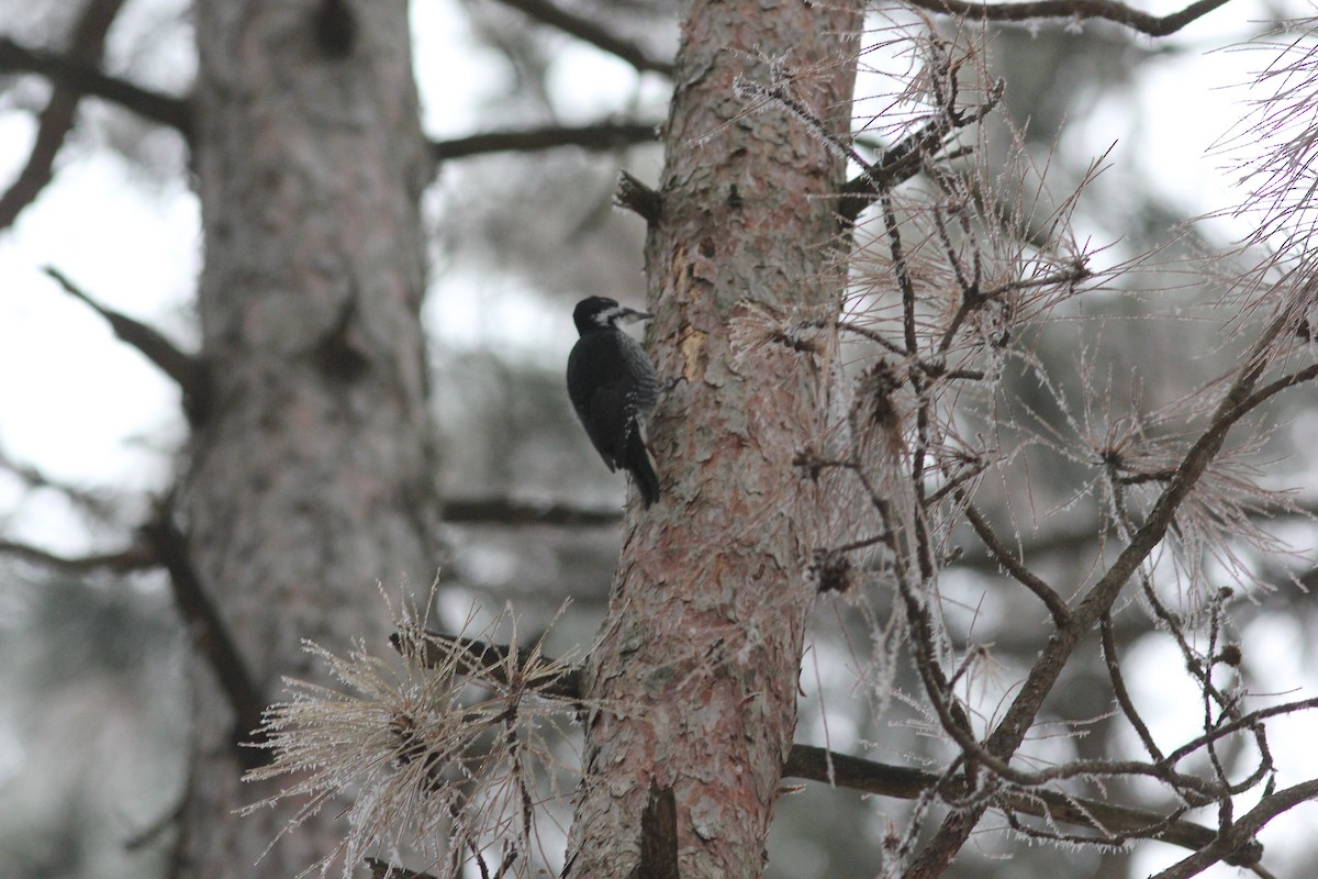 Black-backed Woodpecker - ML645604107