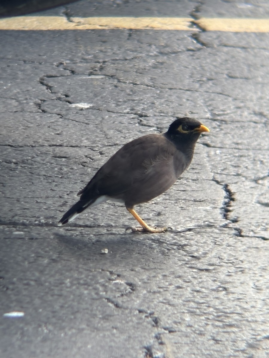 Common Myna - ML645604108