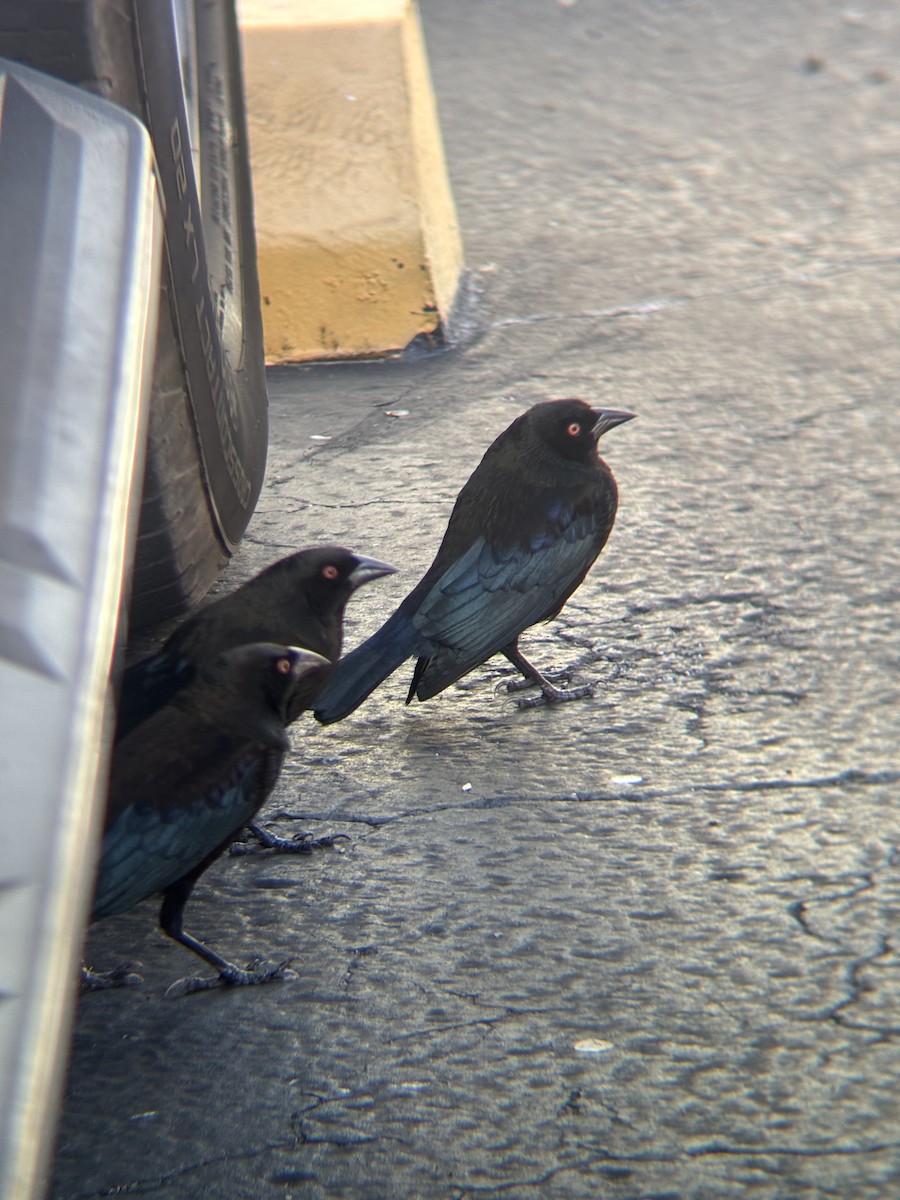 Bronzed Cowbird - ML645604122