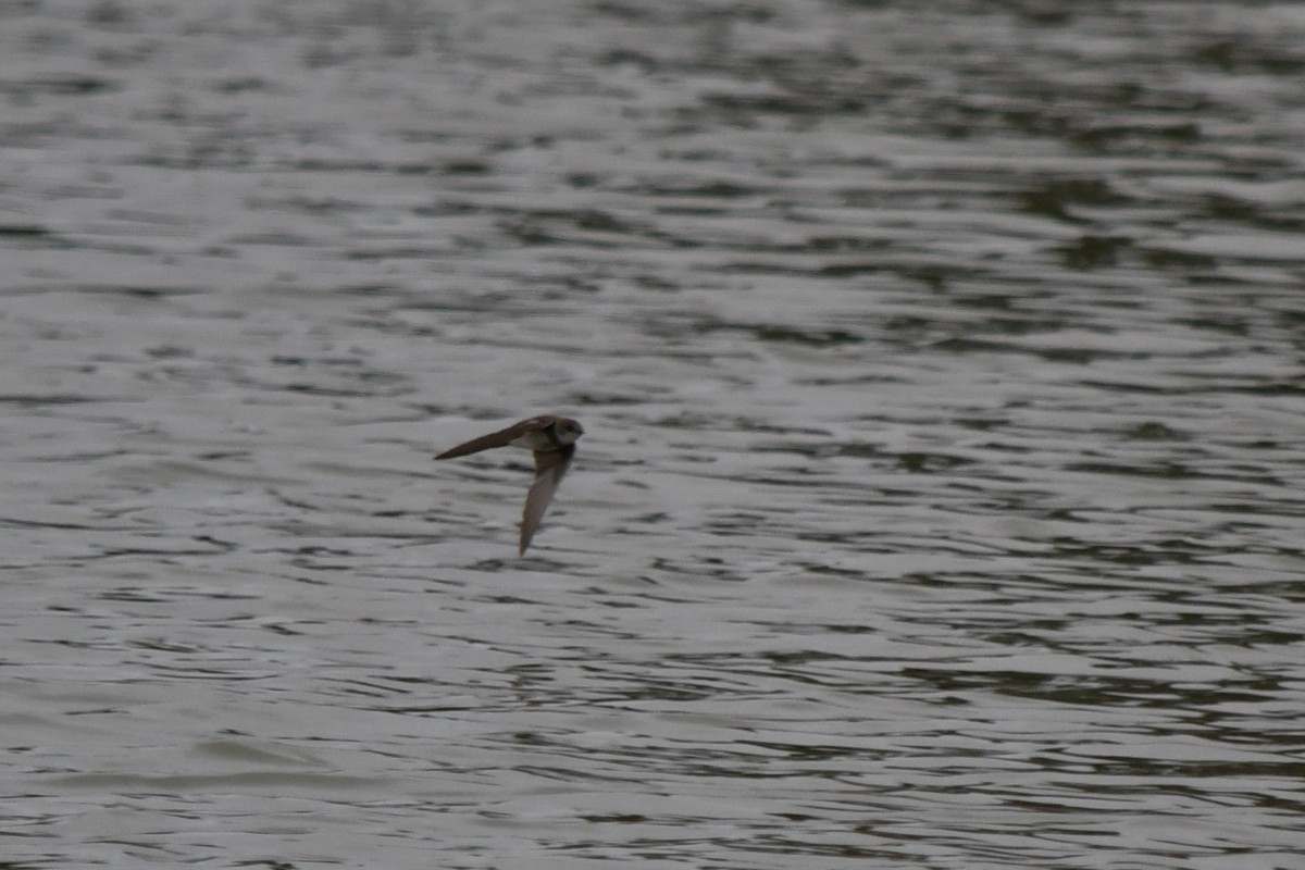 灰沙燕 - ML645604123