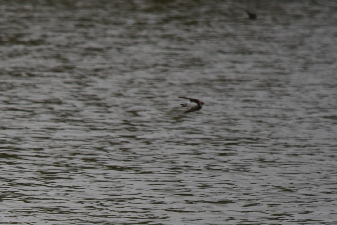 灰沙燕 - ML645604124