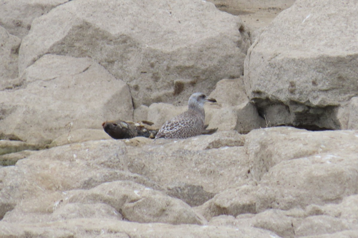 アメリカセグロカモメ - ML645604145