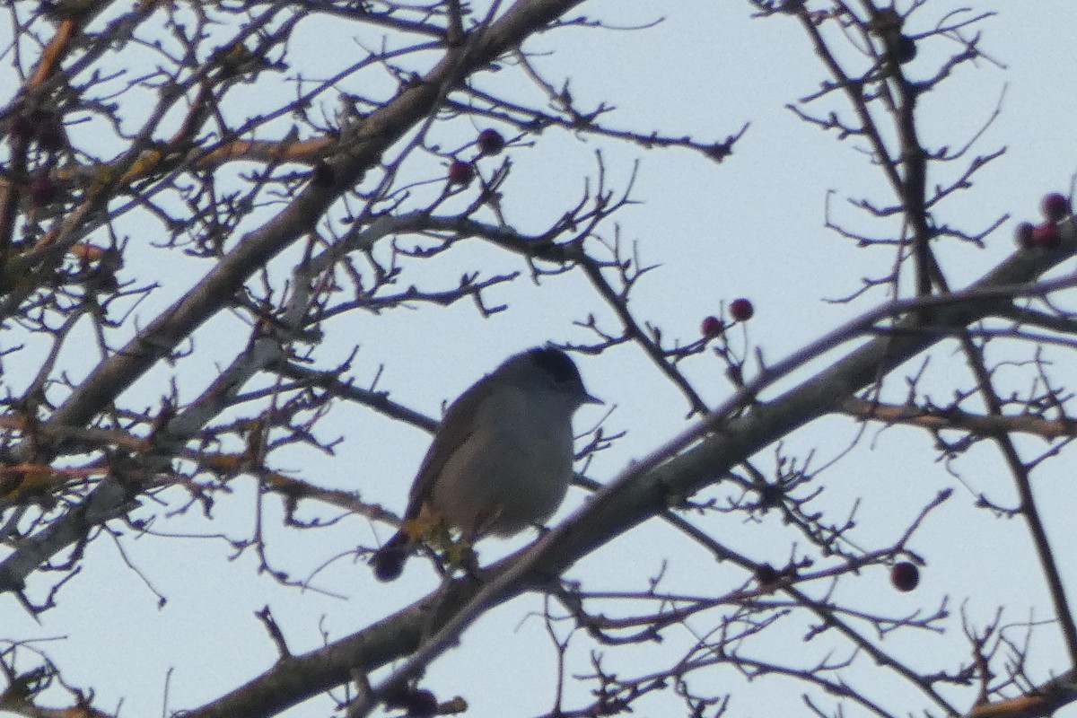 ズグロムシクイ - ML645604151