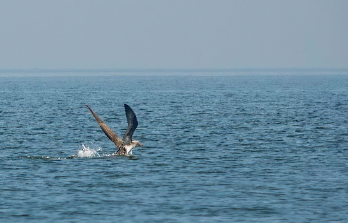 シロカツオドリ - ML645604152