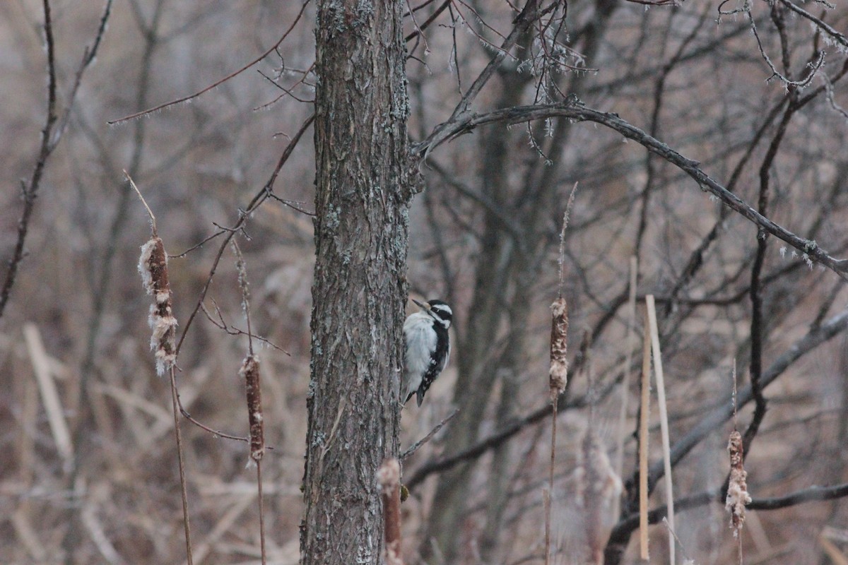 セジロアカゲラ - ML645604153