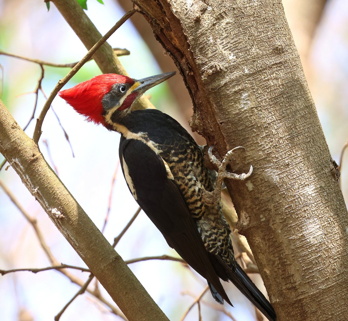 シマクマゲラ - ML645604154