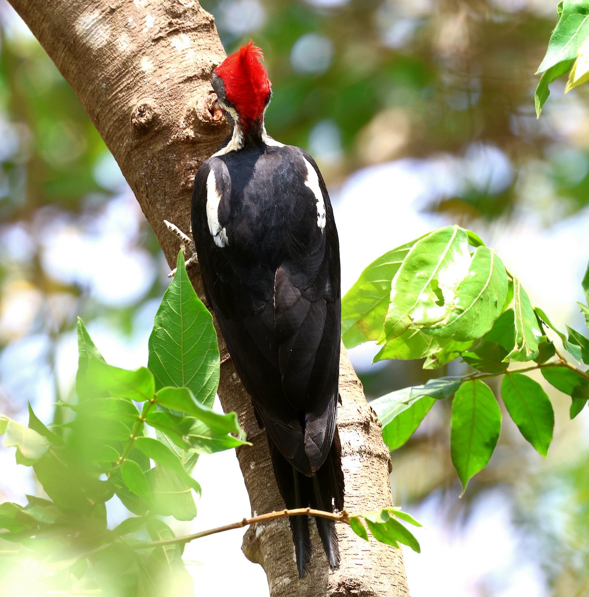 シマクマゲラ - ML645604155