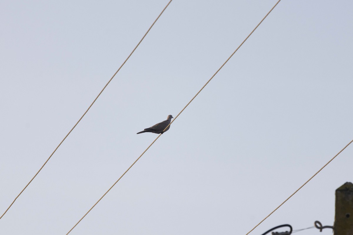 シラコバト - ML645604156