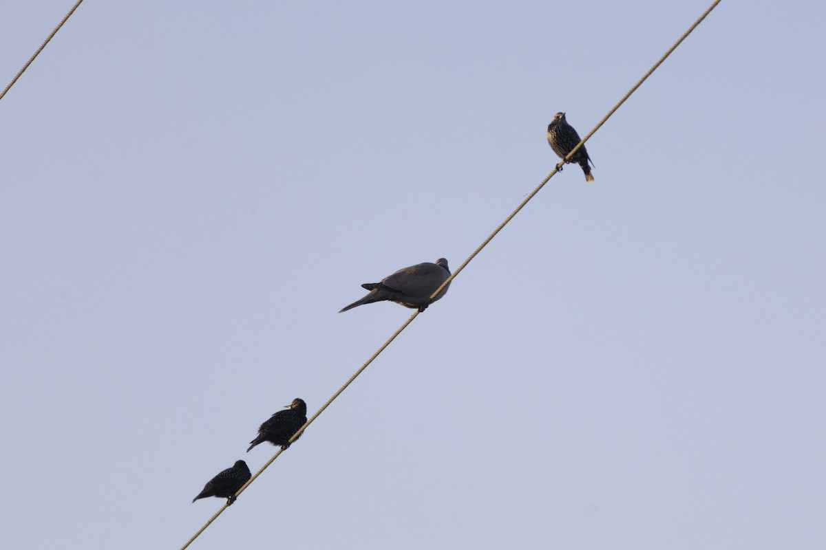 シラコバト - ML645604157