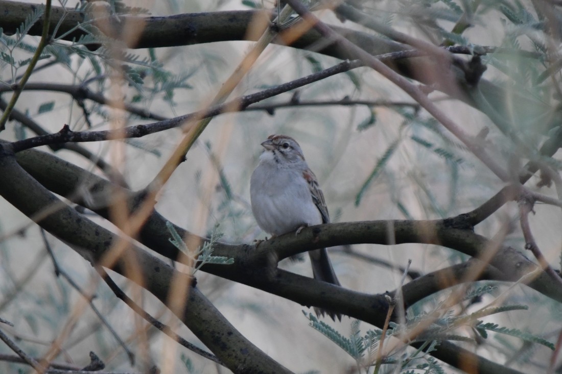 フタスジスズメモドキ - ML645604159