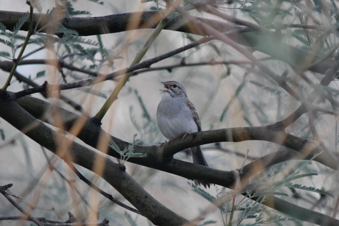 フタスジスズメモドキ - ML645604160