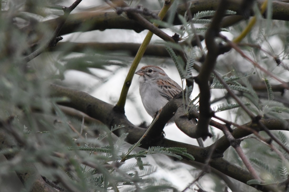 フタスジスズメモドキ - ML645604161