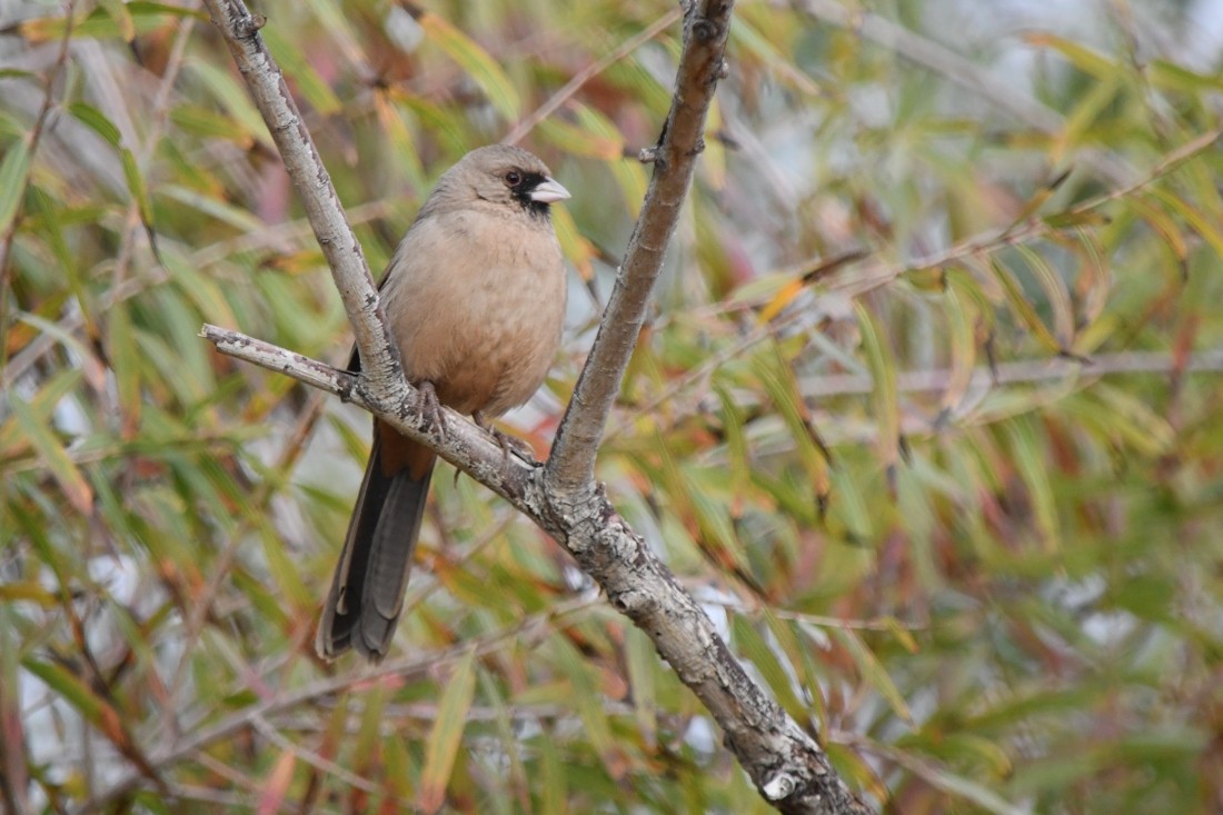 メグロトウヒチョウ - ML645604163