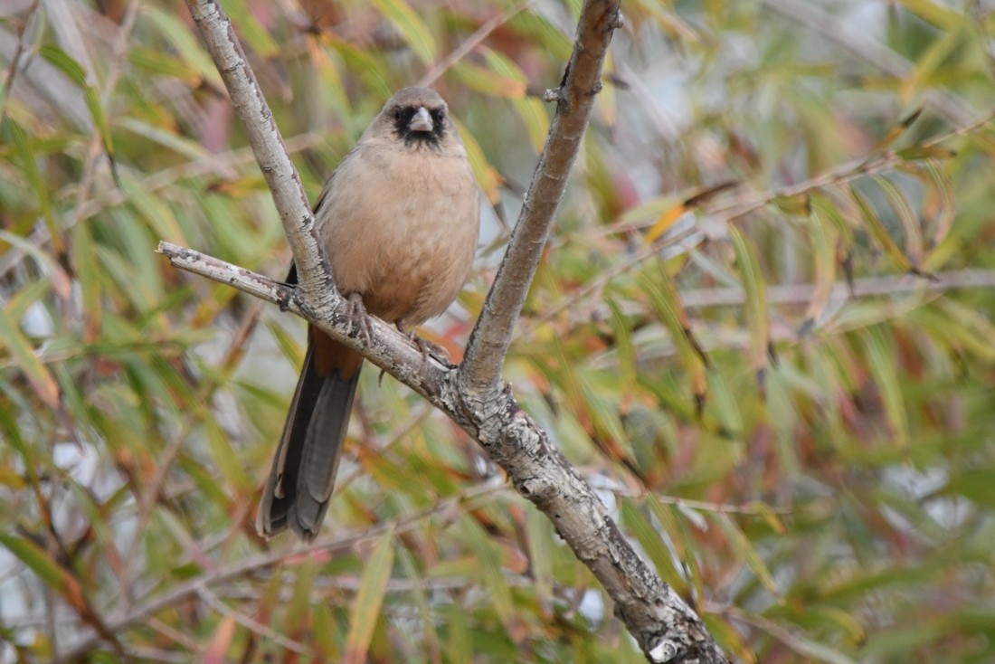 メグロトウヒチョウ - ML645604164