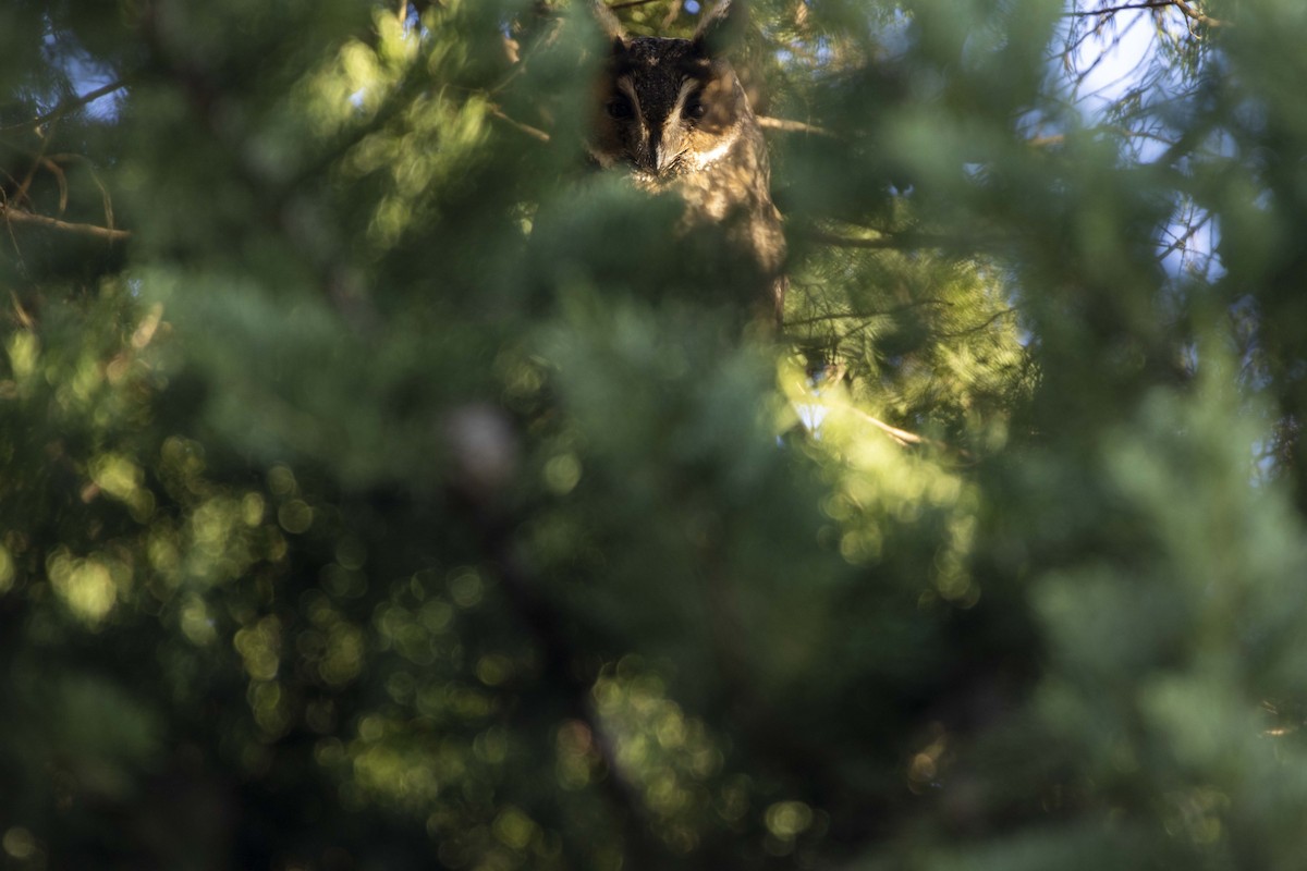 トラフズク - ML645604166