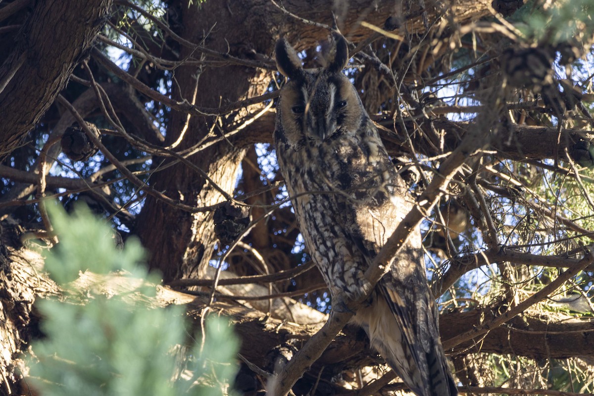 トラフズク - ML645604167