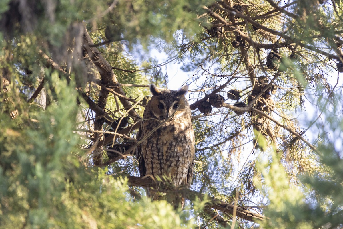 トラフズク - ML645604168