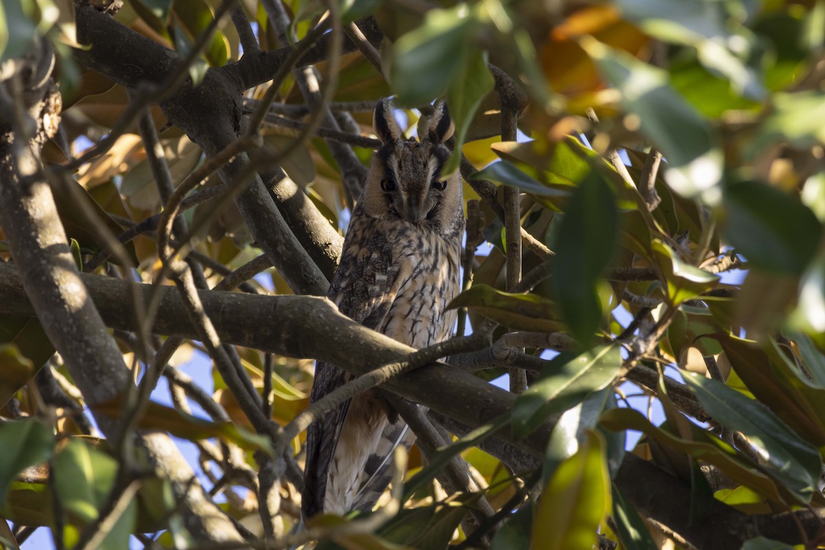 トラフズク - ML645604169